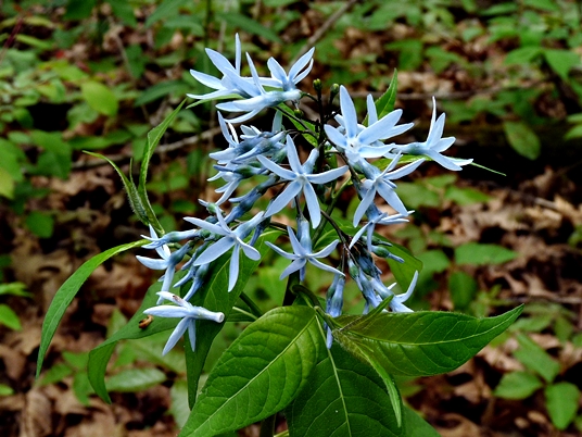 {Amsonia tabernaemontana}